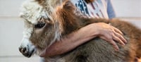 "The Miniature Marvels of Skagit Valley: A Look into the Prestigious Donkey Herd"